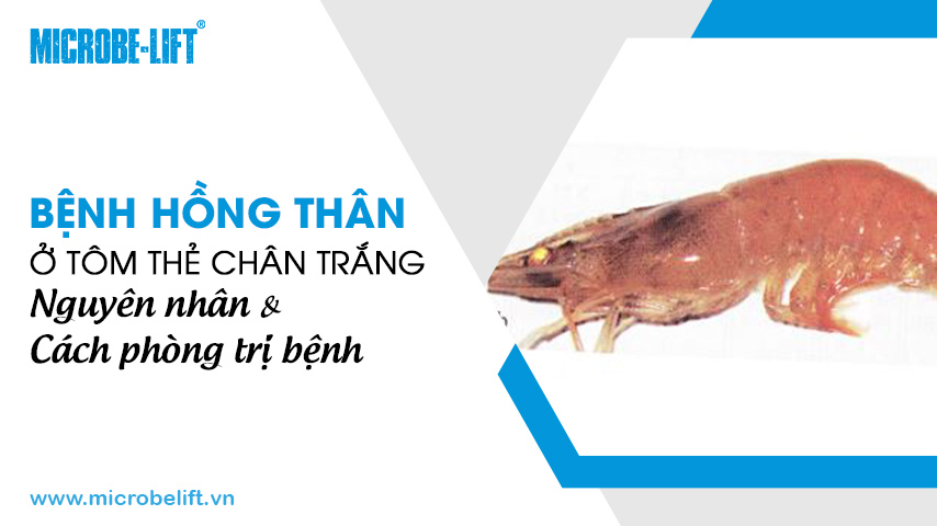 Bệnh hồng thân ở tôm thẻ chân trắng: Nguyên nhân và cách phòng trị bệnh