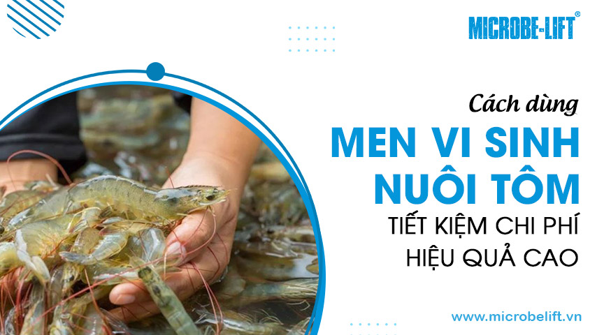 Cách dùng men vi sinh nuôi tôm tiết kiệm chi phí, hiệu quả cao