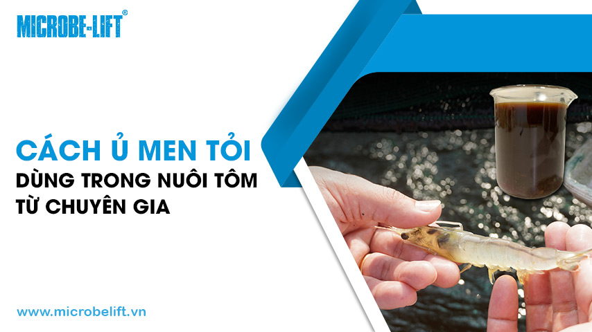 Cách ủ men tỏi dùng trong nuôi tôm từ chuyên gia