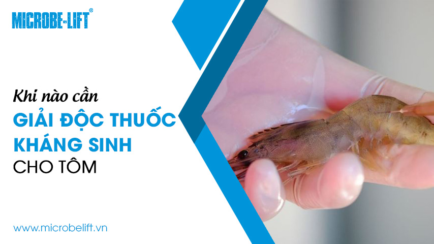 Khi nào cần giải độc thuốc kháng sinh cho tôm?