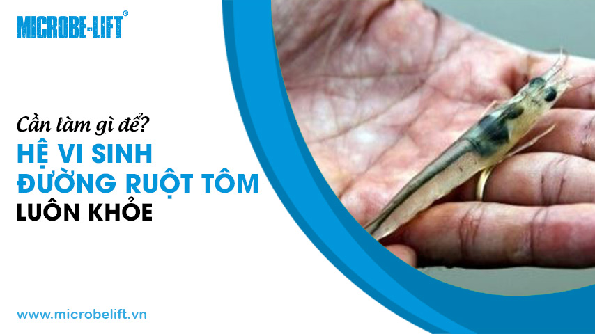 Cần làm gì để hệ vi sinh đường ruột tôm luôn khỏe?