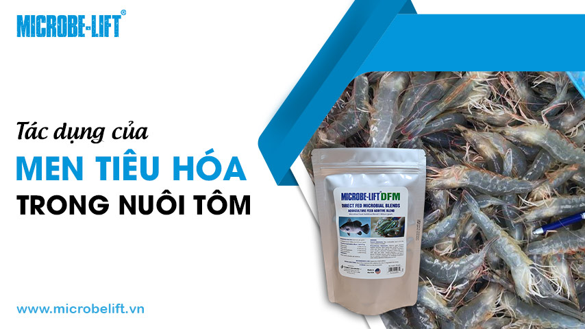 Tác dụng của men tiêu hóa trong nuôi tôm