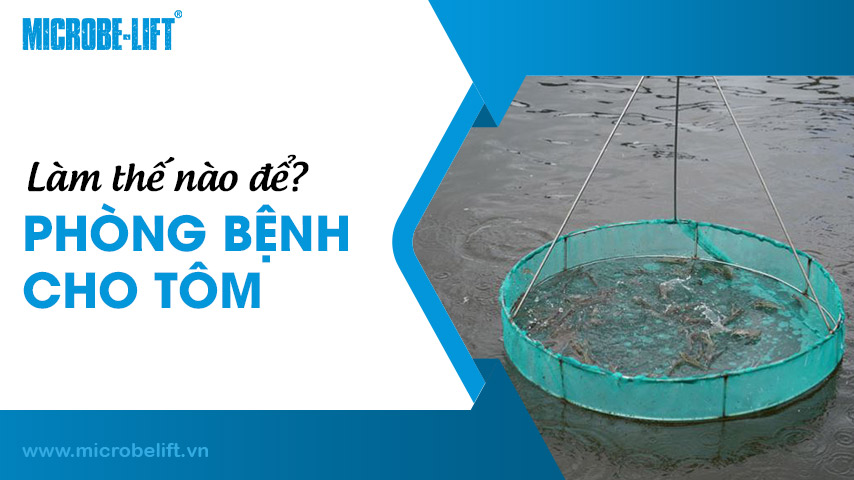 Làm thế nào để phòng bệnh cho tôm?