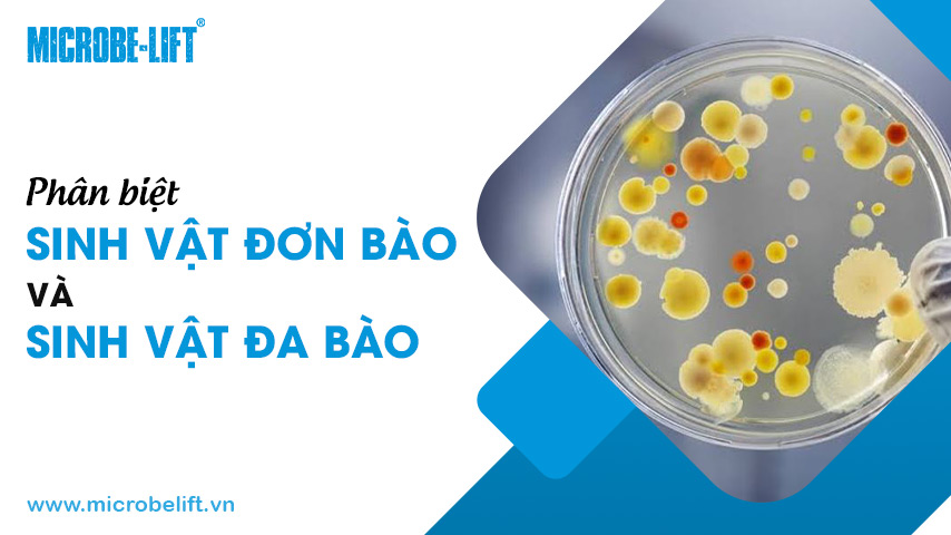 Phân biệt sinh vật đơn bào và sinh vật đa bào