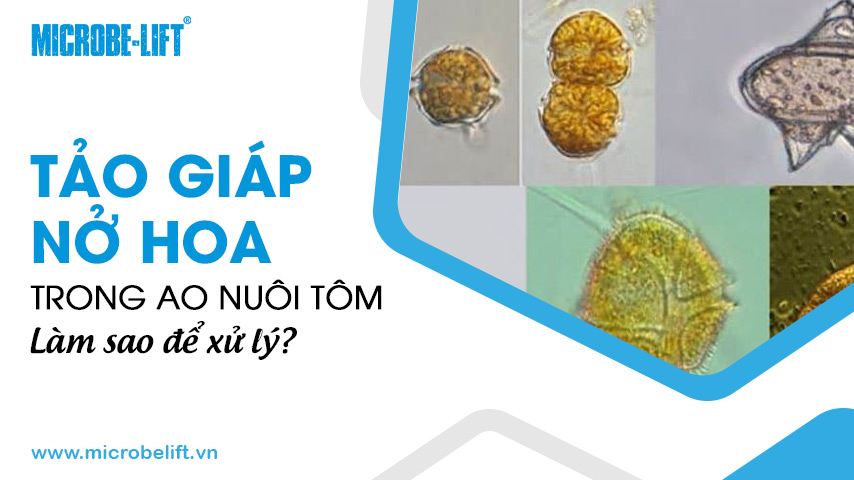 Tảo giáp nở hoa trong ao nuôi tôm, làm sao để xử lý?