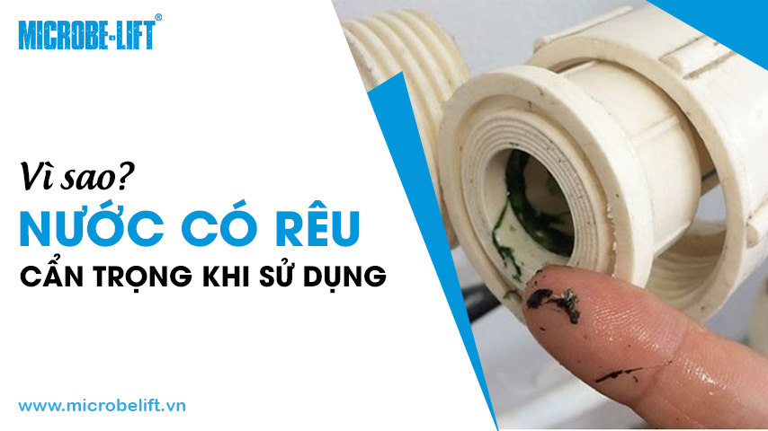 Vì sao nước có rêu? Cẩn trọng khi sử dụng