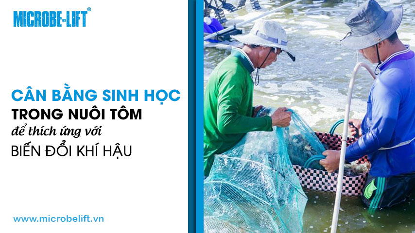 Cân bằng sinh học trong nuôi tôm để thích ứng với biến đổi khí hậu