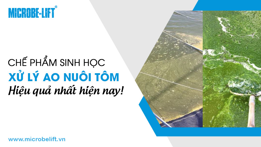 Chế phẩm sinh học xử lý ao nuôi tôm hiệu quả nhất hiện nay!