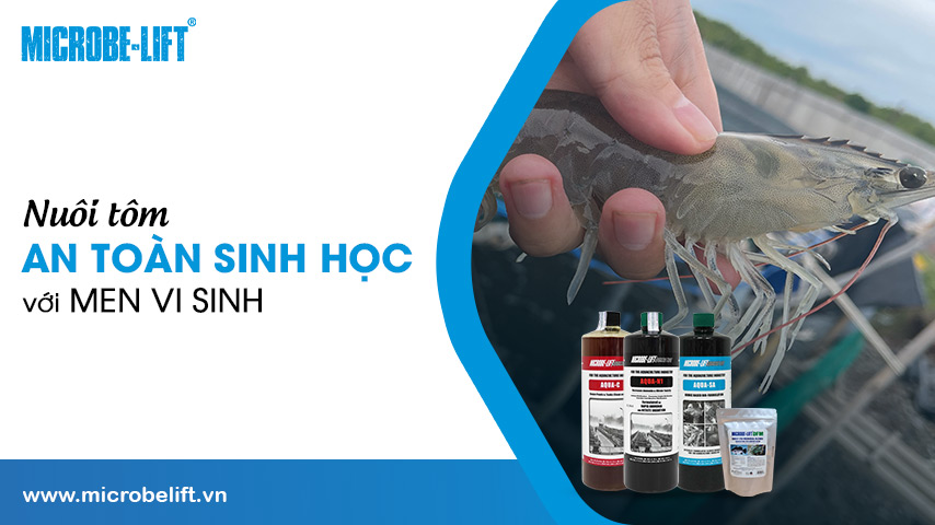 Nuôi tôm an toàn sinh học với men vi sinh