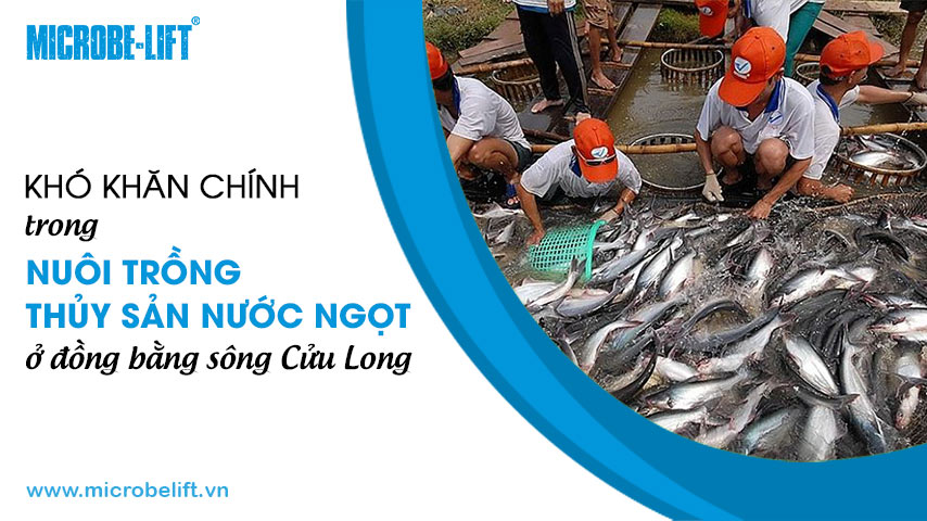 Khó khăn chính trong nuôi trồng thủy sản nước ngọt ở đồng bằng sông Cửu Long