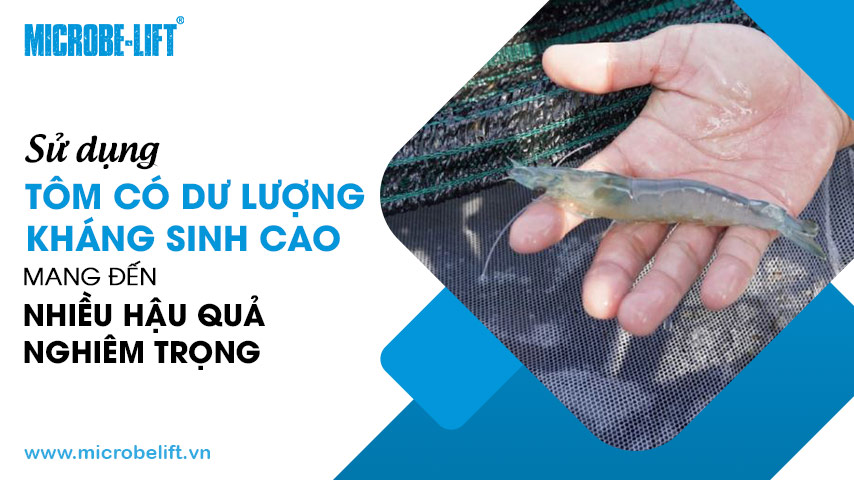 Sử dụng tôm có dư lượng kháng sinh cao mang đến nhiều hậu quả nghiêm trọng