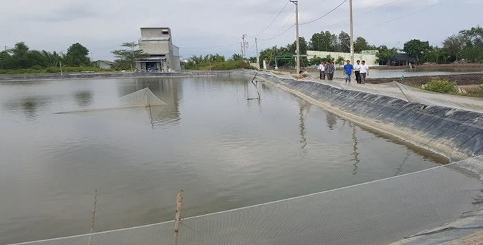 Bệnh đen mang ở cua biển và hướng dẫn cách phòng bệnh thường gặp Bệnh đen mang ở cua biển và hướng dẫn cách phòng bệnh thường gặp