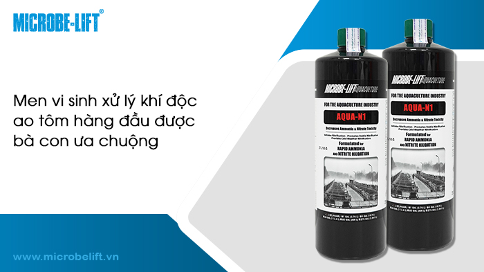 Hướng dẫn dùng vi sinh xử lý khí độc ao tôm đúng cách