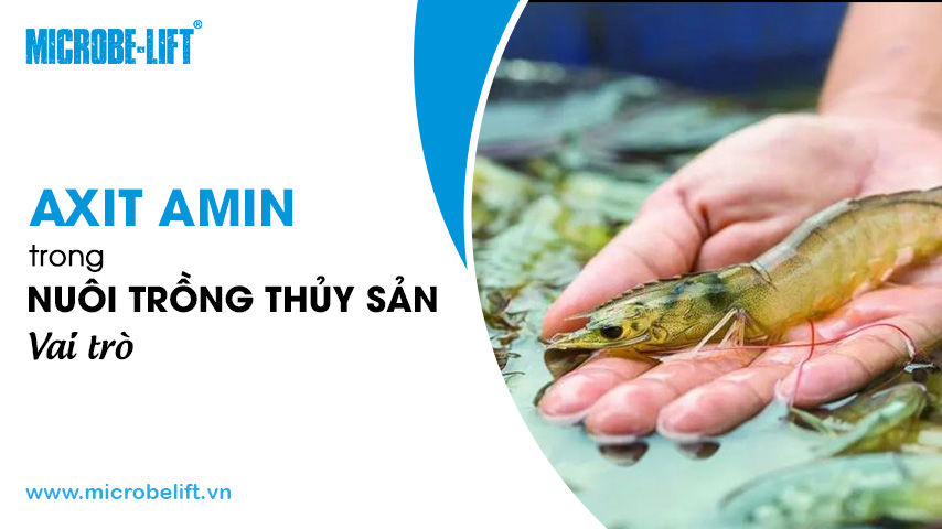 Axit amin trong nuôi trồng thủy sản là gì? Vai trò