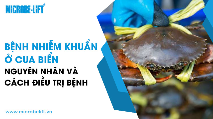 Bệnh nhiễm khuẩn ở cua biển: Nguyên nhân và cách điều trị bệnh