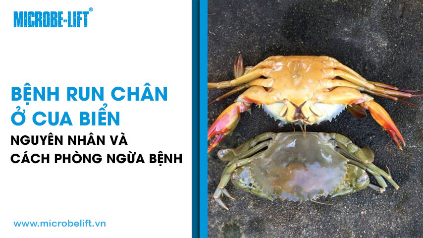 Bệnh run chân ở cua biển: Nguyên nhân và cách phòng ngừa bệnh