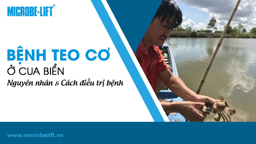 Bệnh teo cơ ở cua biển: Nguyên nhân và cách điều trị bệnh