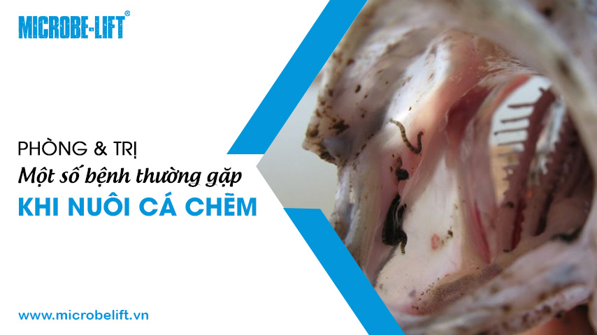 Phòng và trị một số bệnh thường gặp khi nuôi cá chẽm