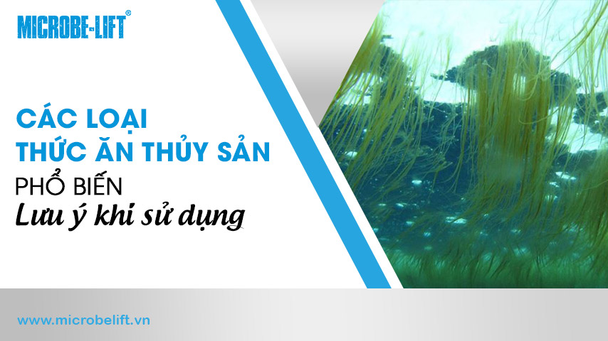 Các loại thức ăn thủy sản phổ biến và lưu ý khi sử dụng