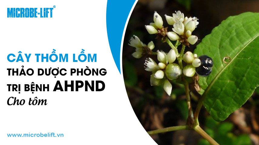 Cây thồm lồm: Thảo dược phòng trị bệnh AHPND cho tôm