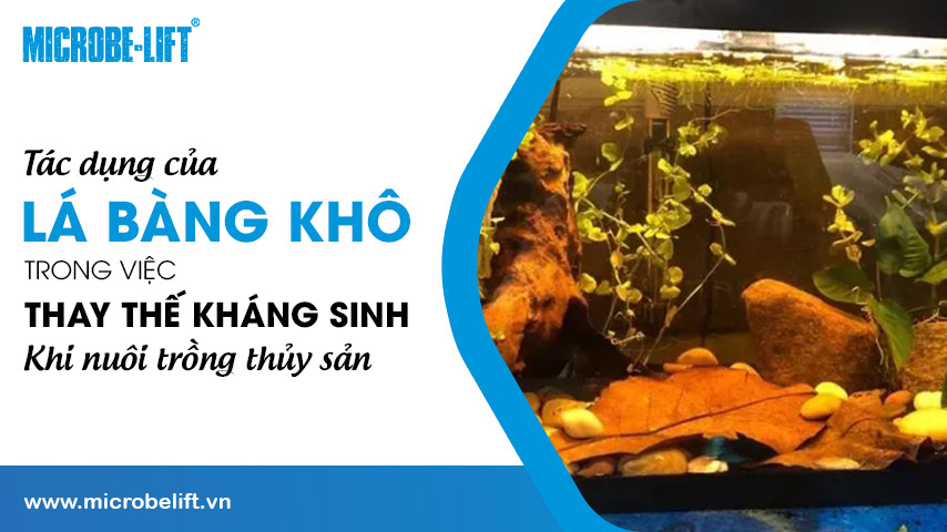 Tác dụng của lá bàng khô trong việc thay thế kháng sinh khi nuôi trồng thủy sản