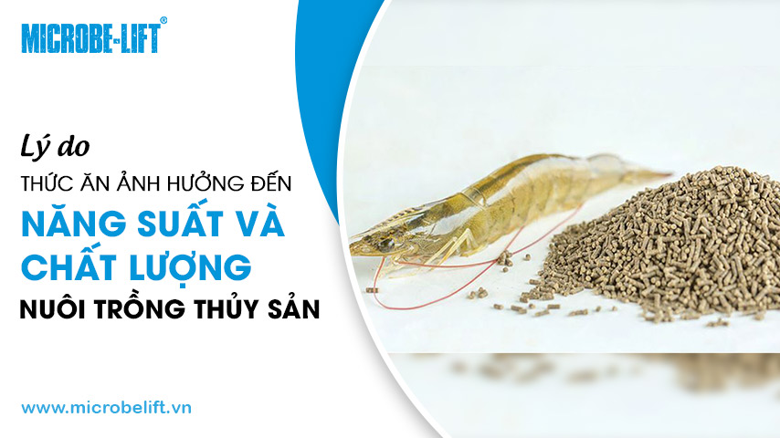 Lý do thức ăn ảnh hưởng đến năng suất và chất lượng nuôi trồng thủy sản