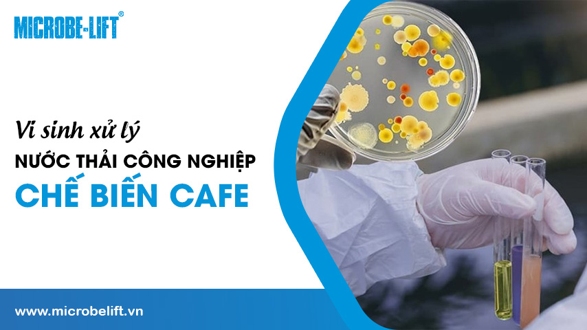 Vi sinh xử lý nước thải công nghiệp chế biến cafe