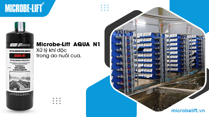 Giải quyết vấn đề khí độc NH3, NO2 khi nuôi cua trong hộp nhựa