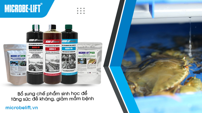 Bệnh đen mang ở cua biển và hướng dẫn cách phòng bệnh thường gặp Bệnh đen mang ở cua biển và hướng dẫn cách phòng bệnh thường gặp
