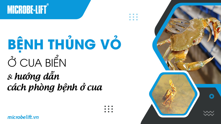 Bệnh thủng vỏ ở cua biển và hướng dẫn cách phòng bệnh ở cua