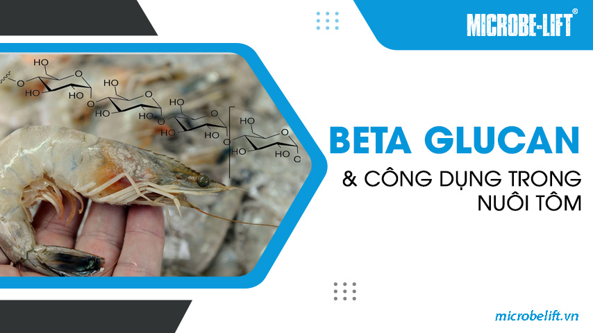 Beta Glucan và công dụng trong nuôi tôm