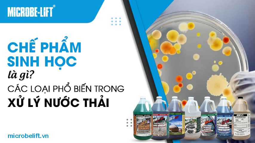 Chế phẩm sinh học là gì? Các loại phổ biến trong xử lý nước thải