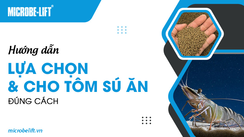 Hướng dẫn lựa chọn và cho tôm sú ăn đúng cách