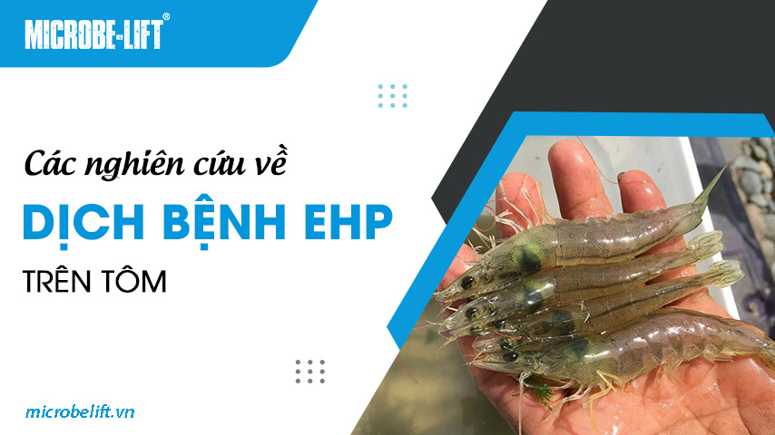 Các nghiên cứu về dịch bệnh EHP trên tôm