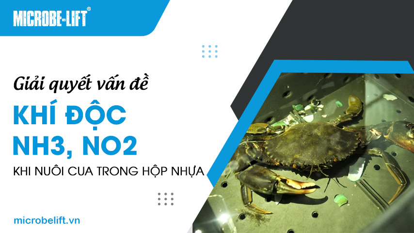 Giải quyết vấn đề khí độc NH3, NO2 khi nuôi cua trong hộp nhựa