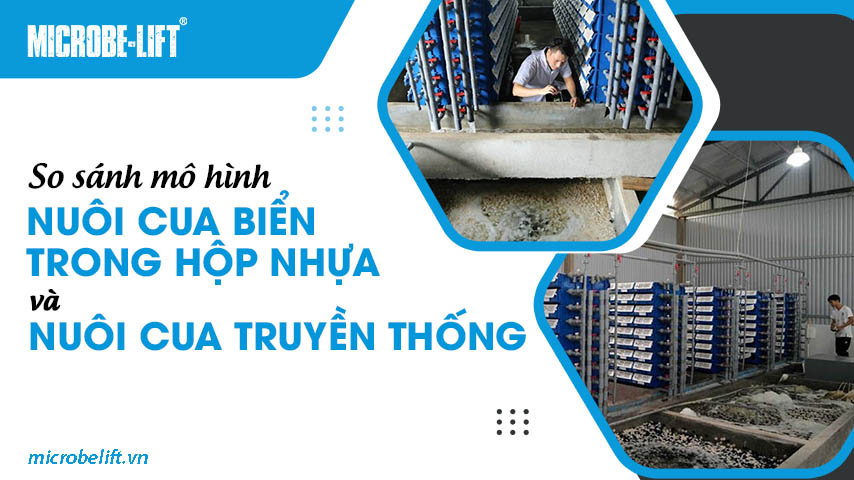 So sánh mô hình nuôi cua biển trong hộp nhựa và nuôi cua truyền thống