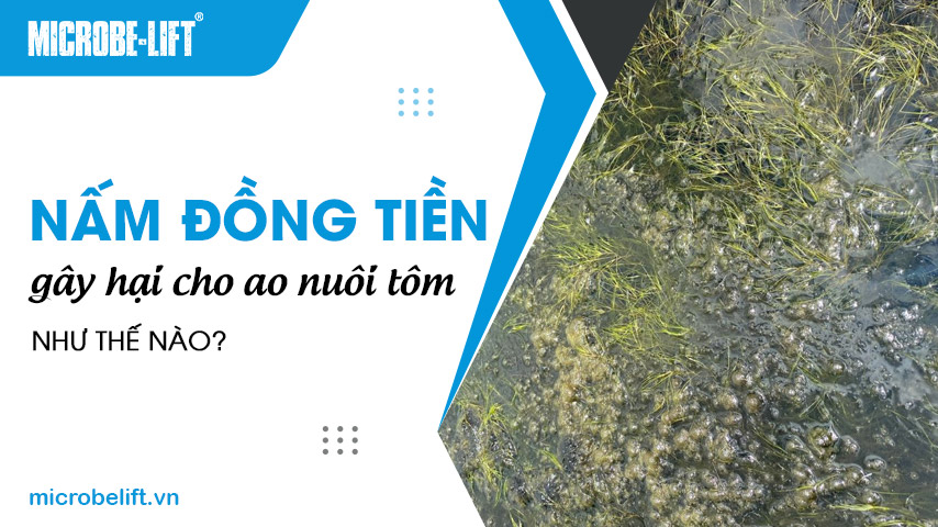 Nấm đồng tiền gây hại cho ao nuôi tôm như thế nào?