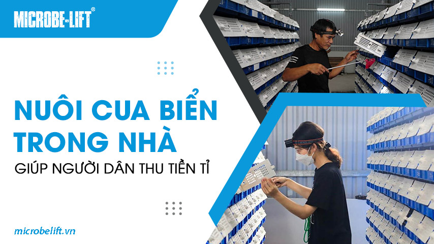 Nuôi cua biển trong nhà giúp người dân thu tiền tỉ