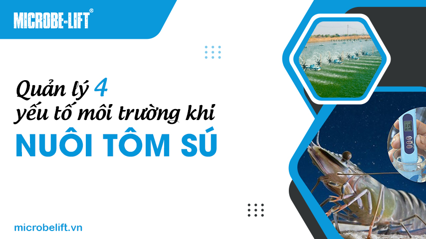 Quản lý 4 yếu tố môi trường khi nuôi tôm sú