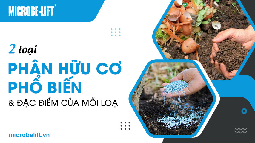 2 loại phân hữu cơ phổ biến & đặc điểm của mỗi loại