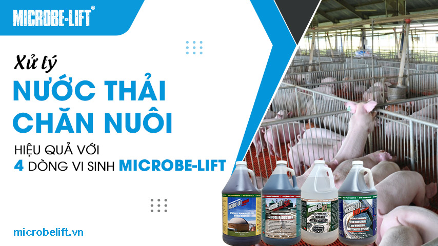 Xử lý nước thải chăn nuôi hiệu quả với 4 dòng vi sinh Microbe-Lift