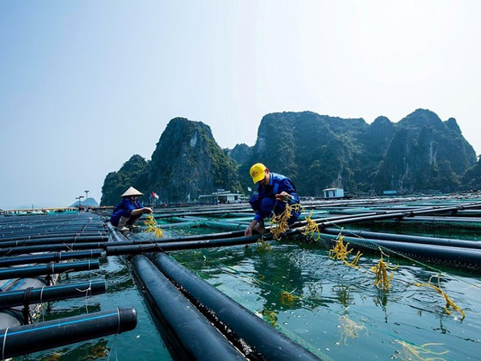 Tầm quan trọng của bảo vệ môi trường trong ngành nuôi trồng thủy sản