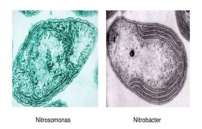 Men vi sinh xử lý Amonia, Nitơ trong nước thải cao su