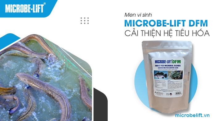 Tổng hợp các dòng men vi sinh cho cá từ hãng Microbe-Lift