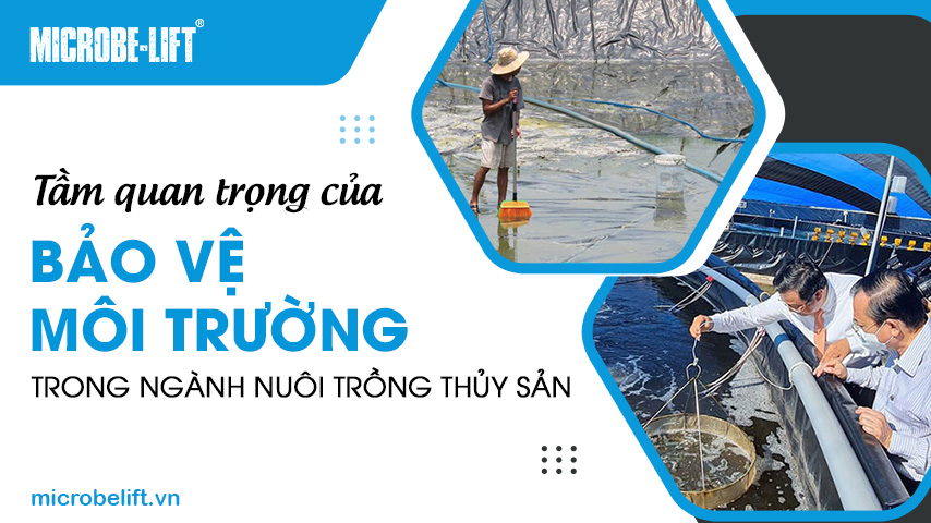 Tầm quan trọng của bảo vệ môi trường trong ngành nuôi trồng thủy sản