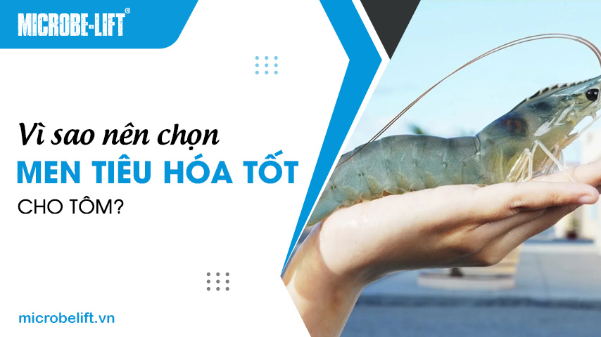 Vì sao nên chọn men tiêu hóa tốt cho tôm?