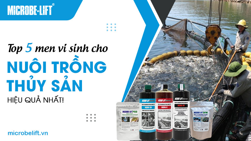 Top 5 men vi sinh cho nuôi trồng thủy sản hiệu quả nhất!