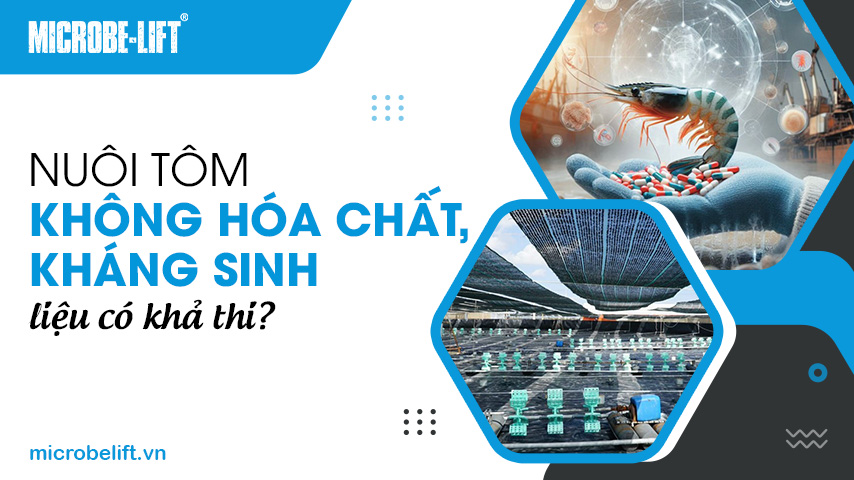 Nuôi tôm không hóa chất, kháng sinh, liệu có khả thi?