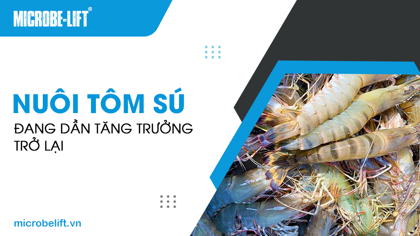 Nuôi tôm sú đang dần tăng trưởng trở lại