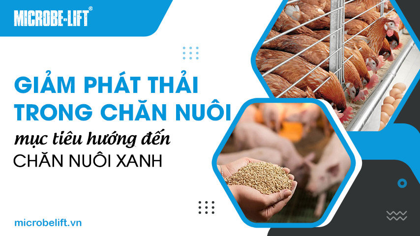 Giảm phát thải trong chăn nuôi, mục tiêu hướng đến chăn nuôi xanh